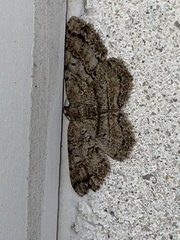 Melanolophia canadaria