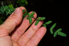 Pellaea ternifolia