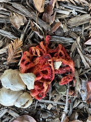 Clathrus ruber