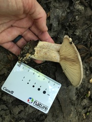 Lactarius psammicola