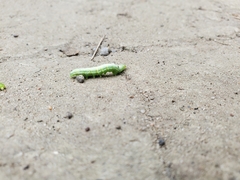 Trichoplusia ni