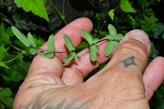 Pellaea ternifolia