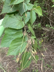 Helicteres macropetala