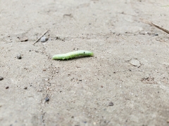 Trichoplusia ni