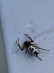 Micrathena mitrata