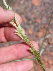 Sporobolus contractus