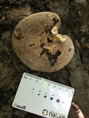Lactarius psammicola