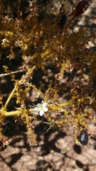 Hirtella glandulosa