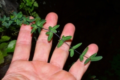 Pellaea ternifolia