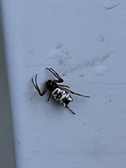 Micrathena mitrata