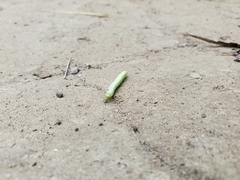 Trichoplusia ni