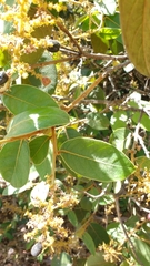 Hirtella glandulosa