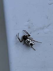 Micrathena mitrata