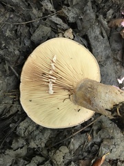 Lactarius psammicola