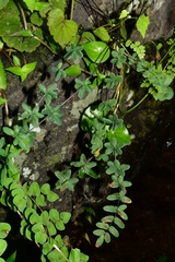 Pellaea ternifolia
