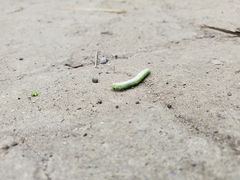 Trichoplusia ni