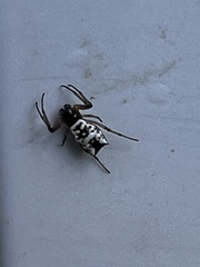 Micrathena mitrata