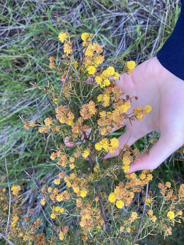 Image of Acacia acuaria by (c) Thomas Mesaglio, some rights reserved (CC BY)
