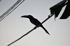 Pteroglossus torquatus