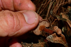 Auriscalpium vulgare