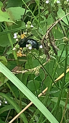 Xylocopa micans