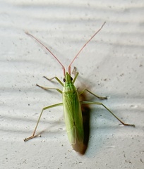 Trigonotylus caelestialium