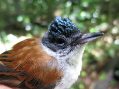 Terpsiphone atrochalybeia