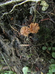 Laccaria striatula