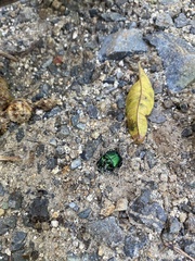 Phanaeus furiosus