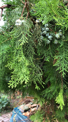 Platycladus orientalis