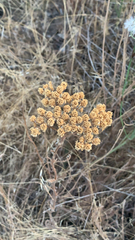 Achillea filipendulina