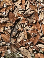Aspidoscelis sexlineatus
