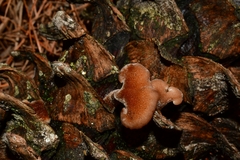 Auriscalpium vulgare