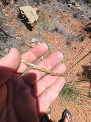 Sporobolus contractus