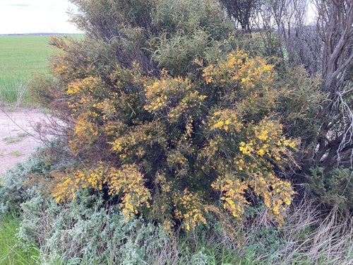 Sons Stars (Acacia acuaria)