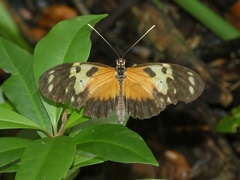 Heliconius hecale melicerta