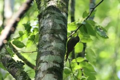 Sittasomus griseicapillus