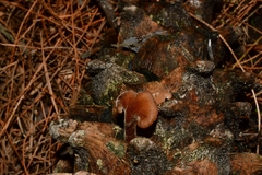 Auriscalpium vulgare