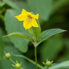 Lysimachia ciliata