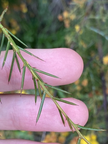 Image of Acacia acuaria by (c) Thomas Mesaglio, some rights reserved (CC BY)