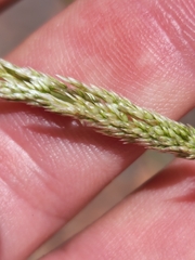 Sporobolus contractus