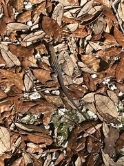 Aspidoscelis sexlineatus