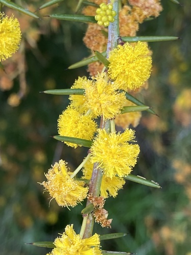 Image of Acacia acuaria by (c) Thomas Mesaglio, some rights reserved (CC BY)