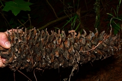 Auriscalpium vulgare