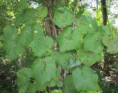 Vitis cinerea