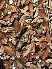 Aspidoscelis sexlineatus