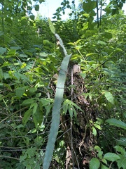 Selenicereus ocamponis