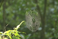 Araneidae