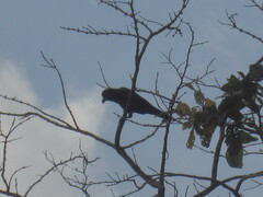 Corvus macrorhynchos levaillantii