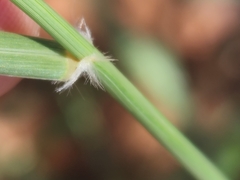 Sporobolus contractus